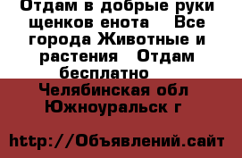 Отдам в добрые руки щенков енота. - Все города Животные и растения » Отдам бесплатно   . Челябинская обл.,Южноуральск г.